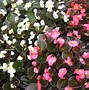 Image result for Perennial Begonia Plants