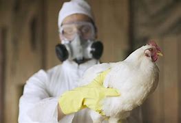 Image result for Avian Flu Symptoms Humans