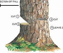Image result for Correct Cuts for Felling Trees