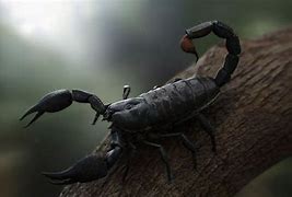 Image result for Scorpion Animal 4K Wallpapers