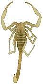 Image result for Scorpion Bug