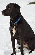 Image result for English Pointer Lab Mix