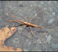 Image result for Water Scorpion