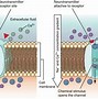 Image result for Cytosol and Interstitial Fluid