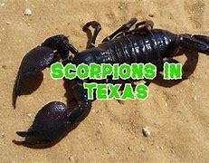 Image result for Different Types of Scorpions in Texas