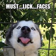 Image result for Dude Husky Dog Meme