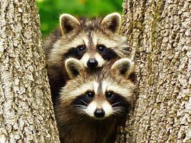 Image result for raccoons