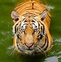 Image result for Bengal Tiger Swimming