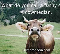 Image result for Cattle Puns