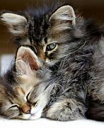 Image result for Cute Kittens