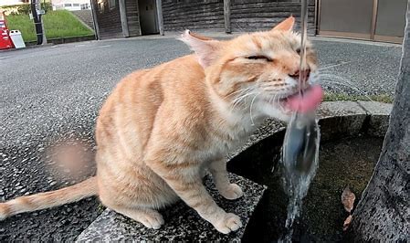 猫 水 に対する画像結果