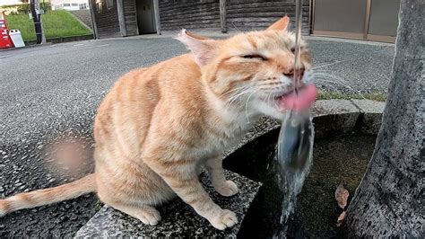 猫と水 に対する画像結果