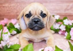 Image result for Funny Puggle