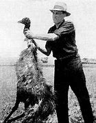 Image result for Great Emu War Casualties