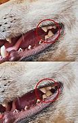 Image result for Canine Dent