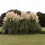 Image result for How to Plant Pampas Grass