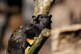 Image result for Rainforest Monkeys