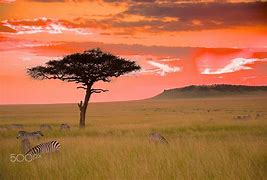 Image result for African Savanna Sunset