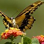 Image result for A Pretty Butterfly