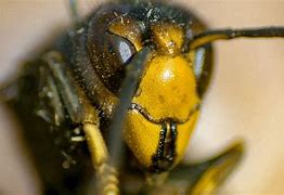 Image result for Bees Kill Hornet