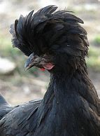 Image result for Black Hen