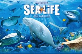 Image result for Sea Life Aquarium Logo