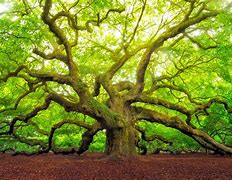 Image result for oak trees