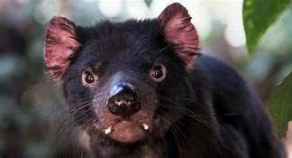 Image result for Socken MIT Tasmanischer Teufel