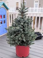 Image result for Potted Live Christmas Trees for Sale Near Me