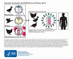 Image result for Avian Influenza Transmission