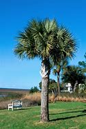 Image result for Cabbage Palmetto