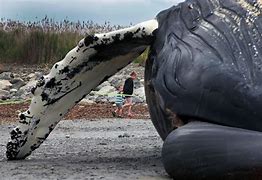 Image result for Humpback Whale Washes Ashore