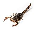 Image result for Classic Scorpion