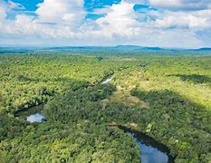 Image result for Cambodia Rainforest