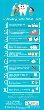 Image result for Interesting Facts About Teeth