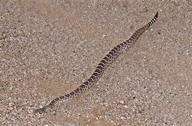 Image result for Do Baby Rattlesnakes Have Rattles