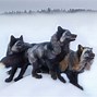 Image result for Wolf Species in Minnesota