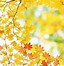 Image result for Free Moving Fall Wallpaper for Kindle 10