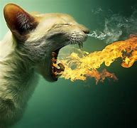 Image result for Cat On Fire