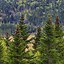Image result for Fir Tree