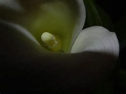 Image result for intimate queen calla lily