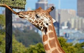 Image result for Australia Zoo Giraffe