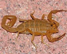 Image result for Top Ten Deadliest Scorpions