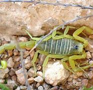 Image result for Most Deadliest Scorpion