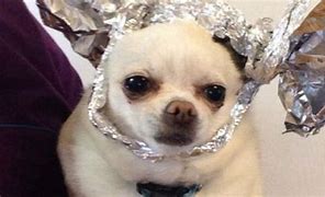 Image result for Dog Wearing Tin Foil Hat