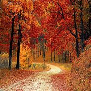 Image result for Autumn Wallpaper for iPad Pro