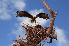 Image result for free picture of eagle soaring over nest