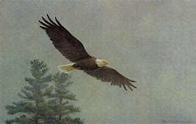 Image result for Flying Bald Eagle Painting
