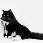 Image result for Black Cat Fur