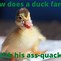 Image result for Couple Duck Jokes